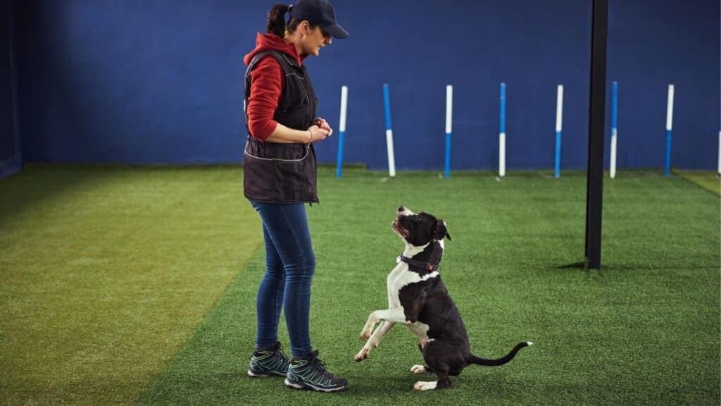 yavru köpek eğitimi