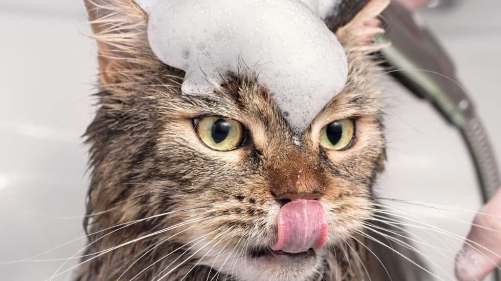 şampuanla kedi yıkama