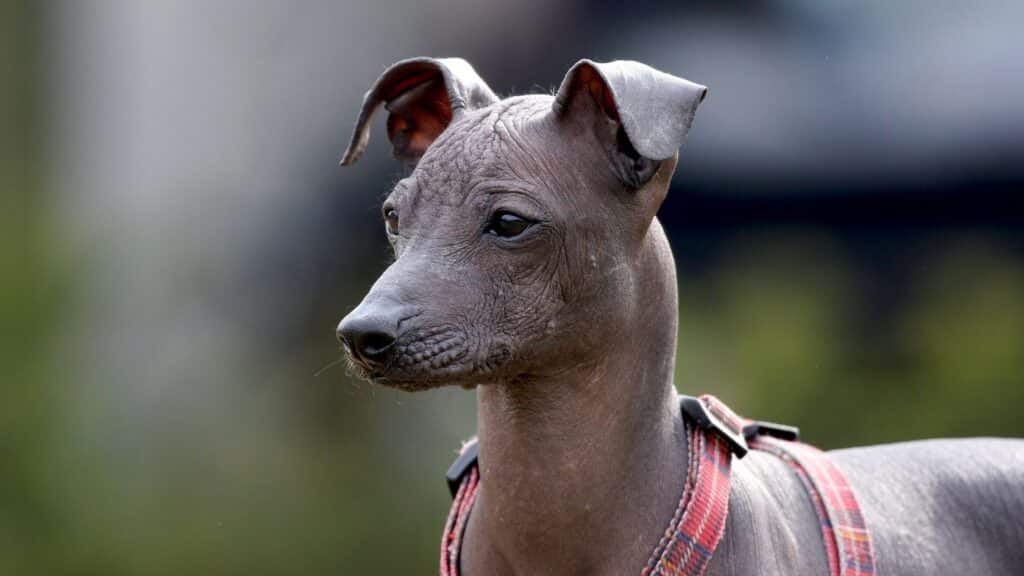 tüysüz köpek