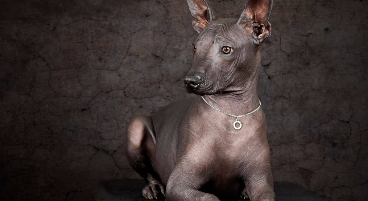 tüysüz köpek