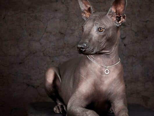 tüysüz köpek