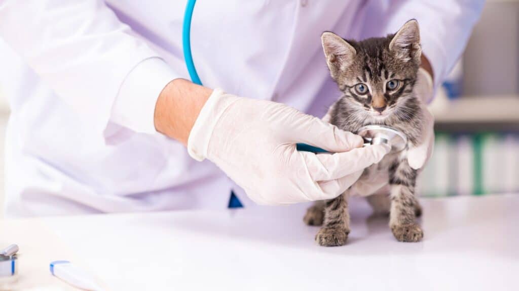 kedi check up