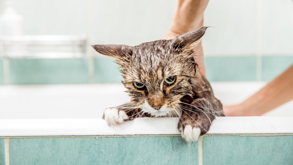 yavru kedi yıkama