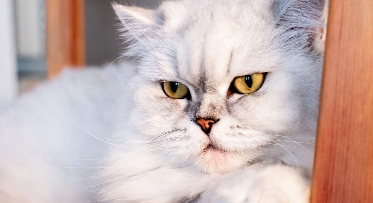 British Longhair