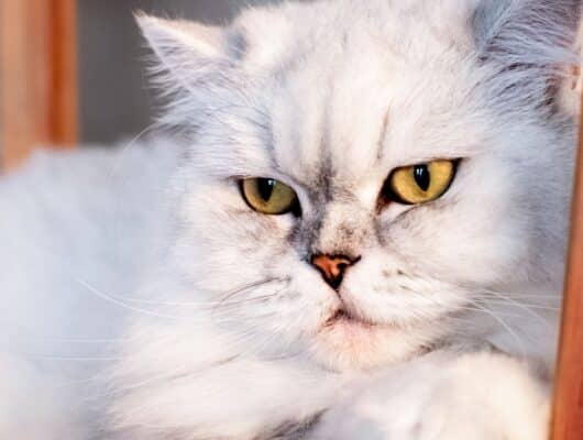 British Longhair