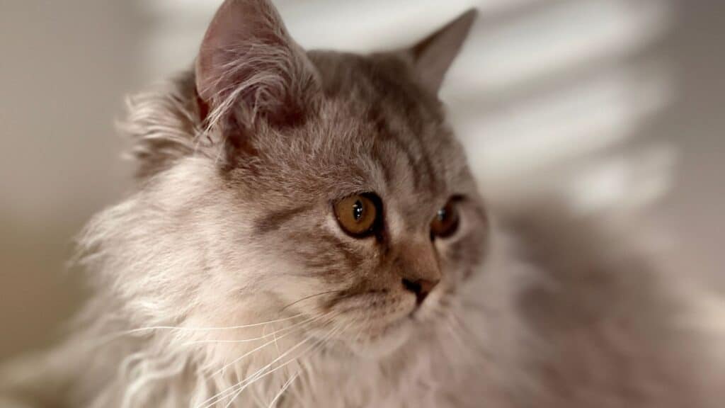 British Longhair