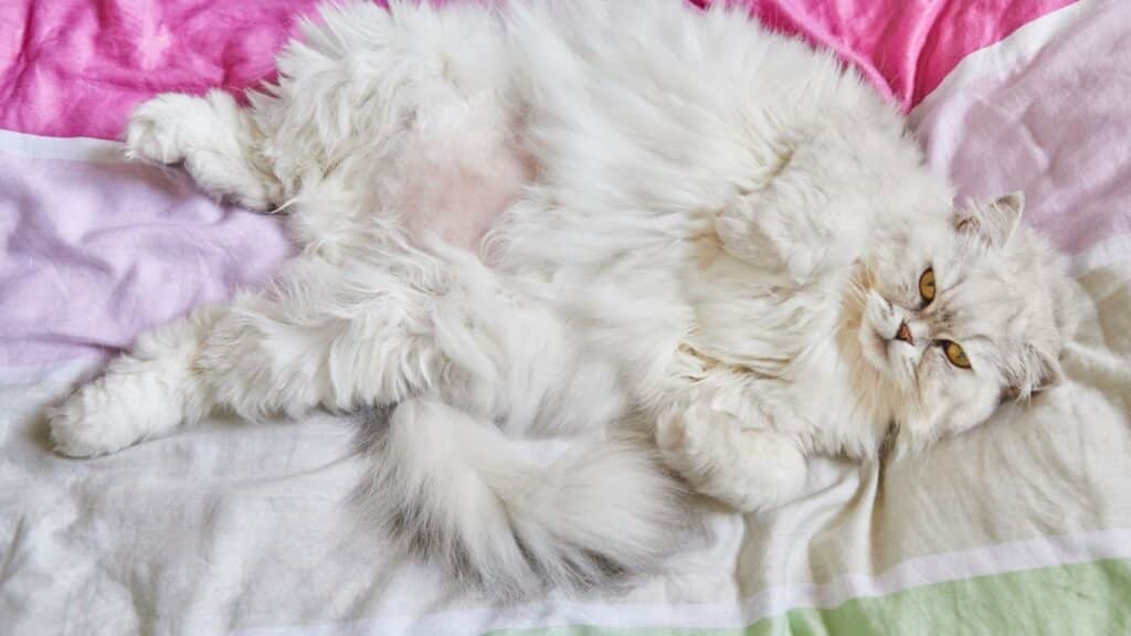 British Longhair