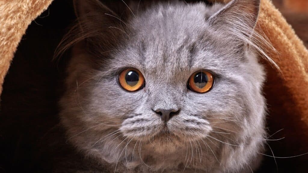 British Longhair