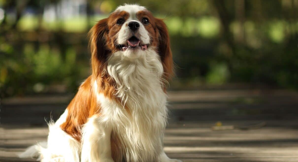 Cavalier King Charles Spaniel