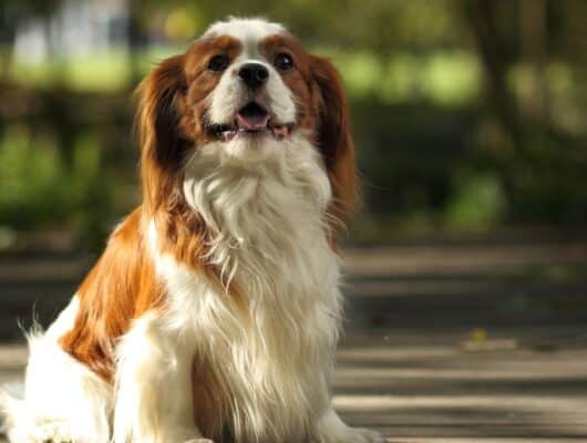 Cavalier King Charles Spaniel