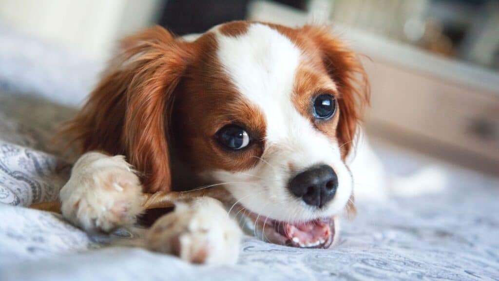 Cavalier King Charles Spaniel