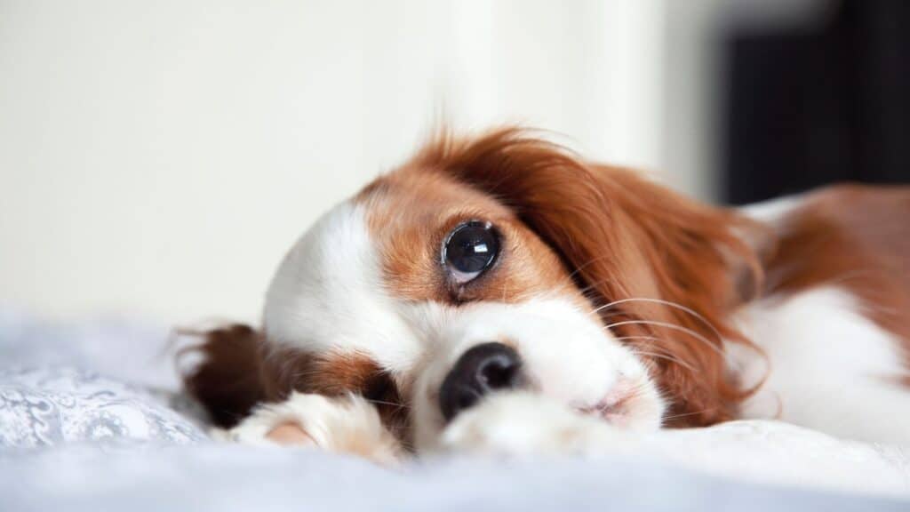 Cavalier King Charles Spaniel hastalıkları