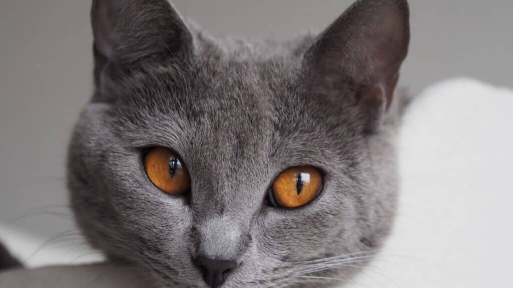 gri kedi cinsleri