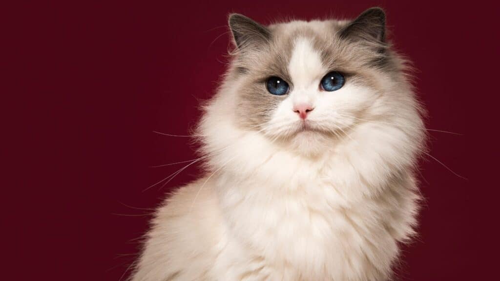 Ragdoll kedisi