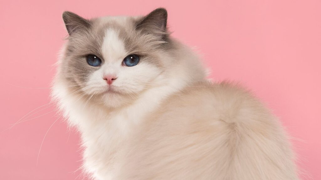 Ragdoll kedisi ile birman kedisi farkı