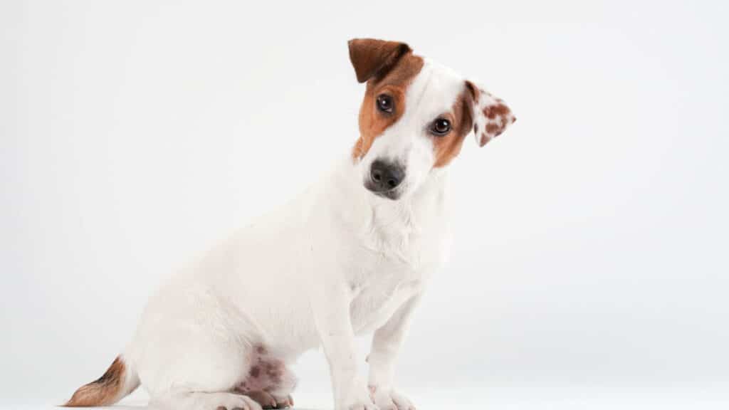 jack russell terrier