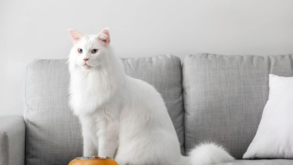 Maine Coon