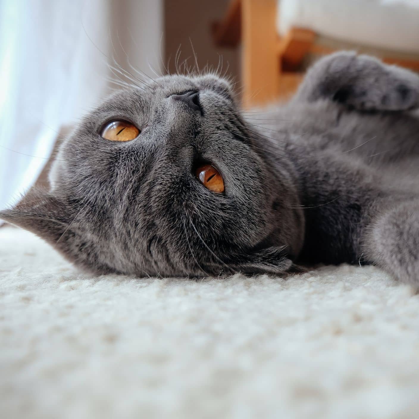 petinoks satıcı portalı mutlu bir kedi