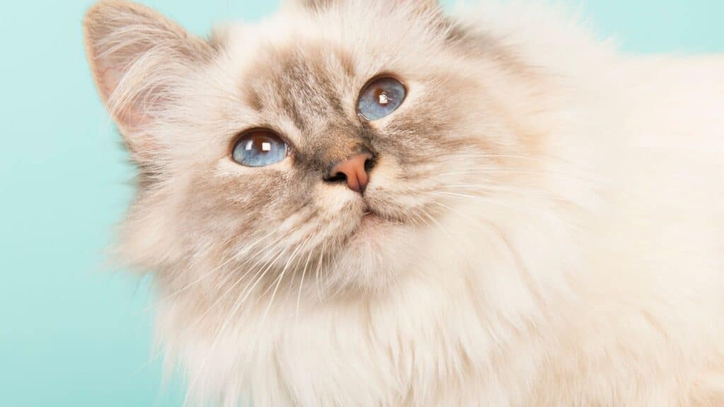 birman kedisi