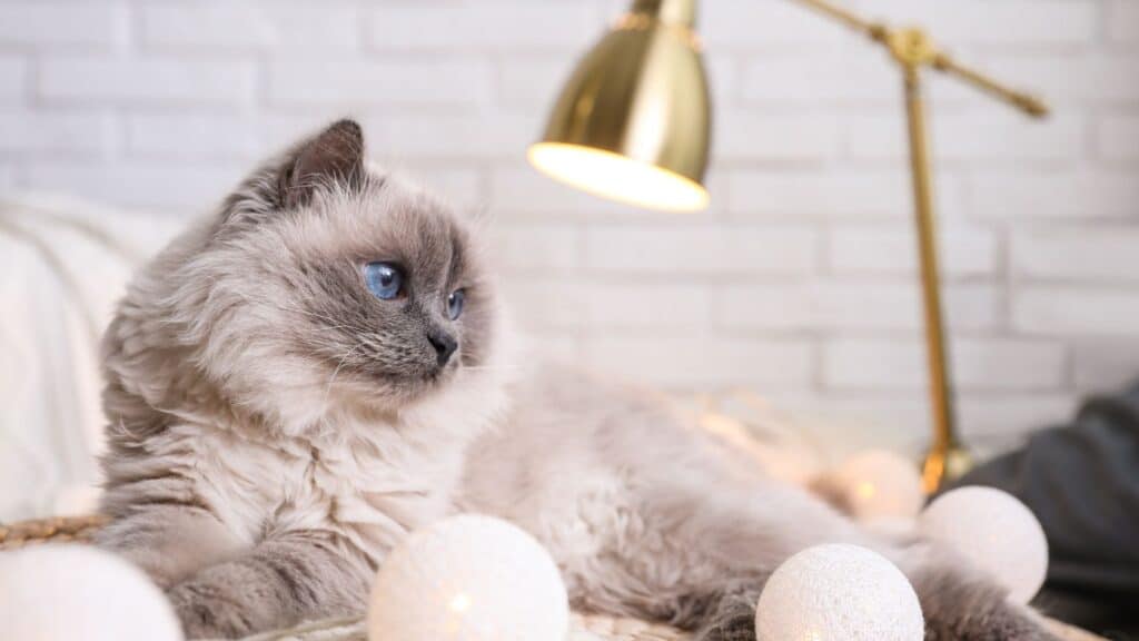birman kedisi bakımı