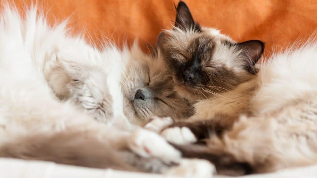 birman kedisi hastalıkları