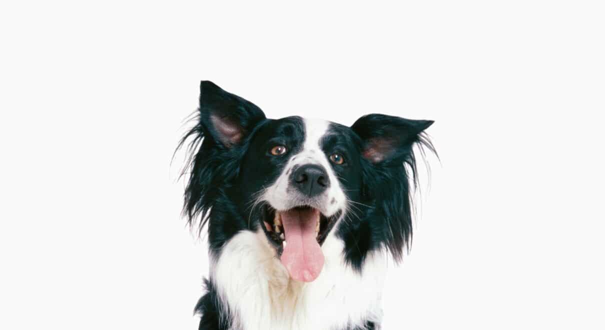 border collie