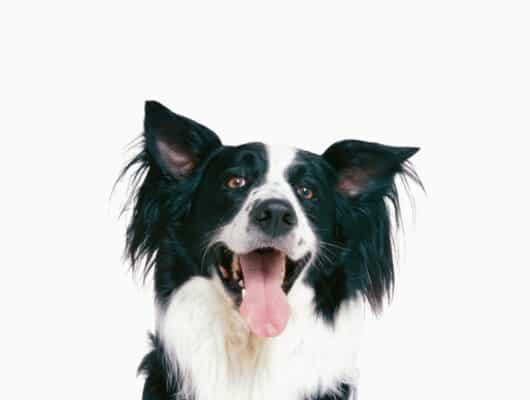 border collie