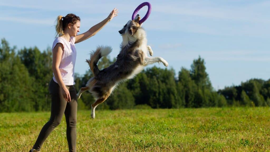 border collie eğitimi ve egzersiz ihtiyacı