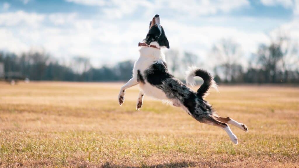 border collie özellikleri