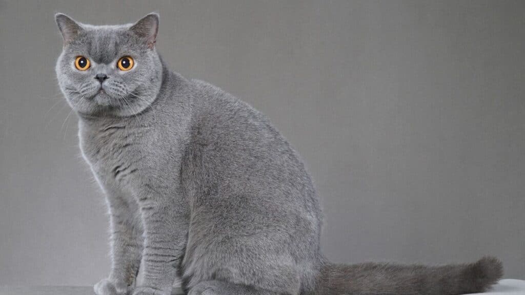 gri kedi cinsleri
