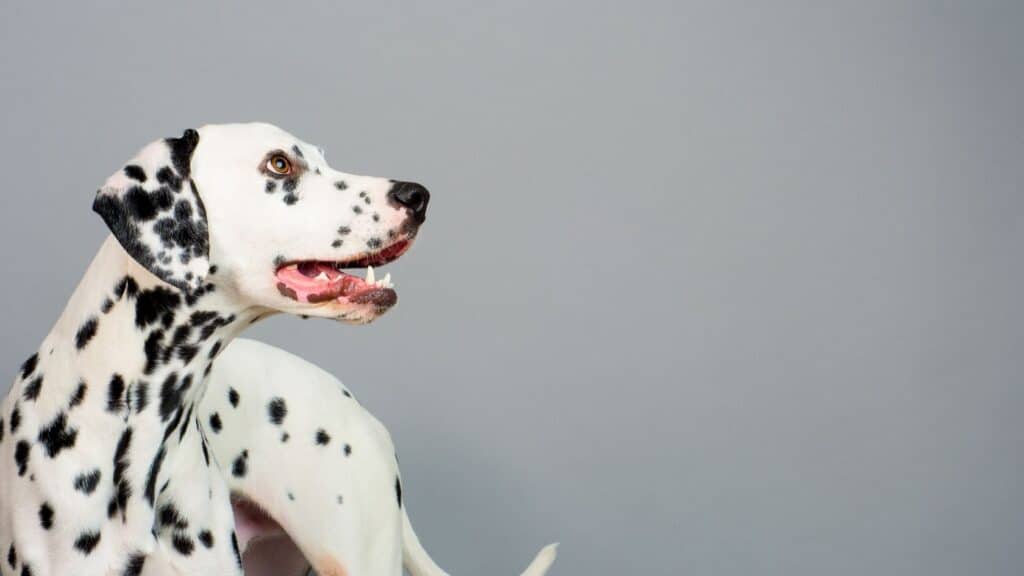 dalmaçya köpeği özellikleri