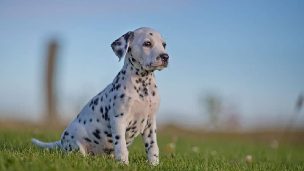 dalmaçya köpeği bakımı