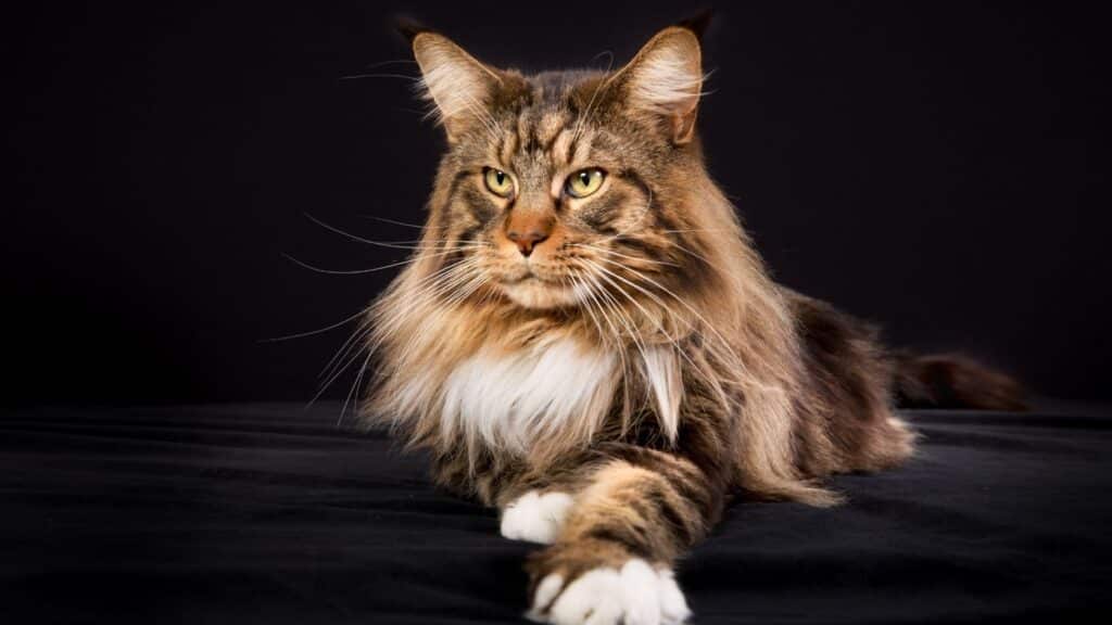 maine coon