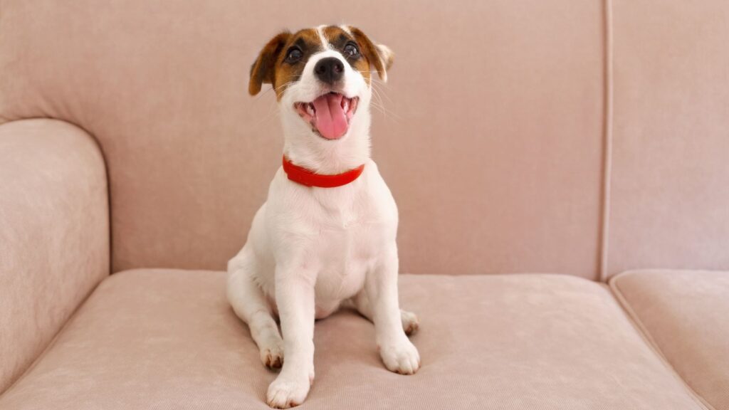 jack russell terrier