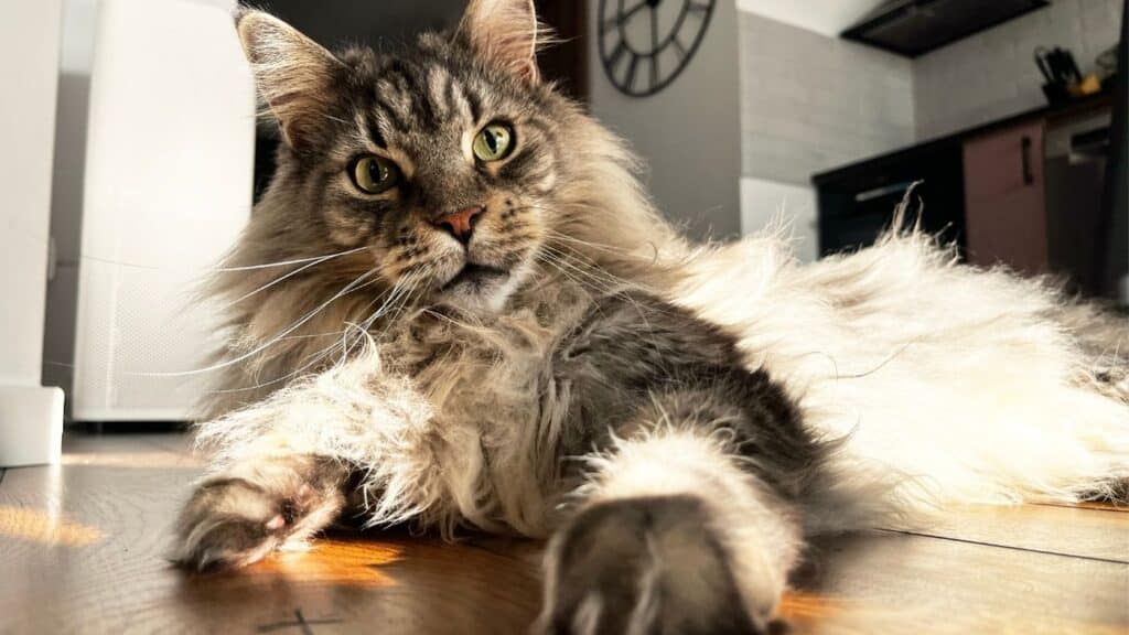 Maine Coon