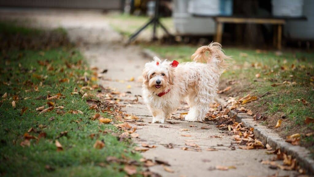 Havanese