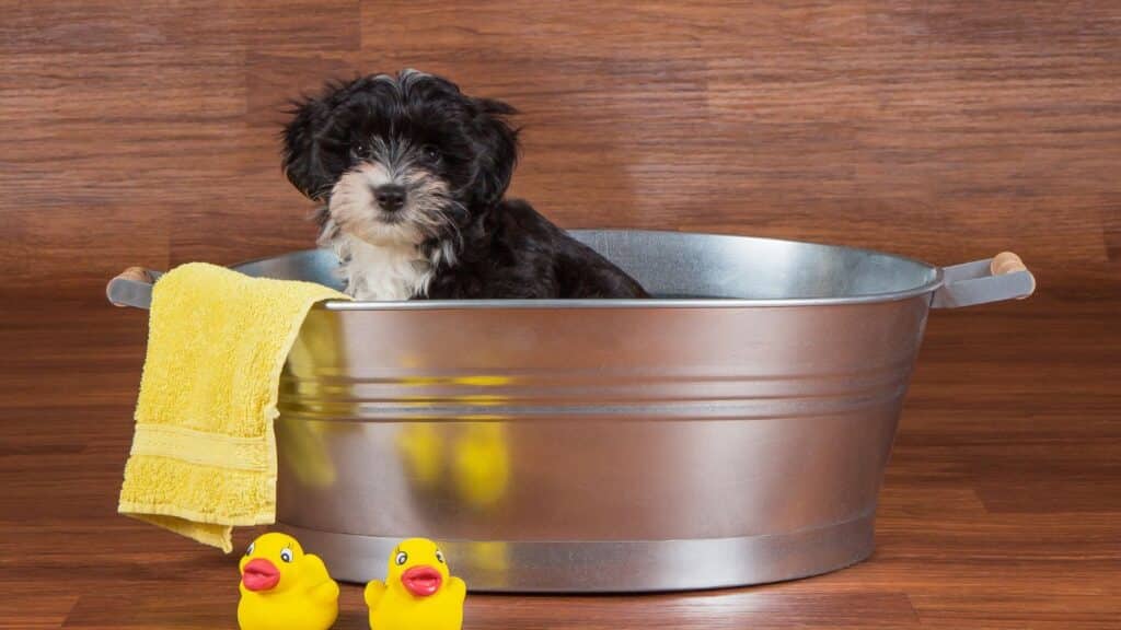 Havanese