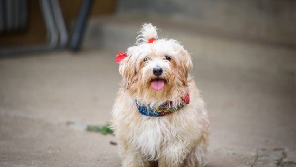 Havanese