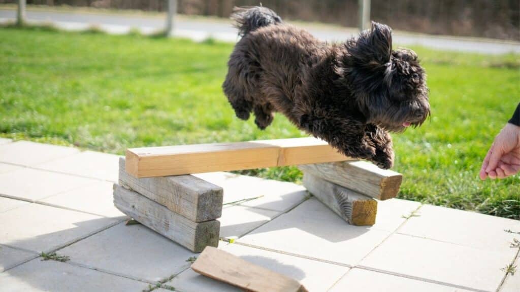 Havanese