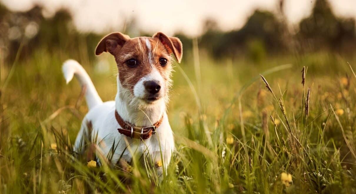 jack russell terrier