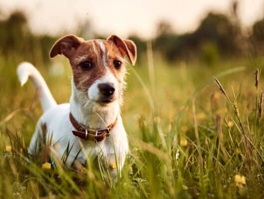jack russell terrier