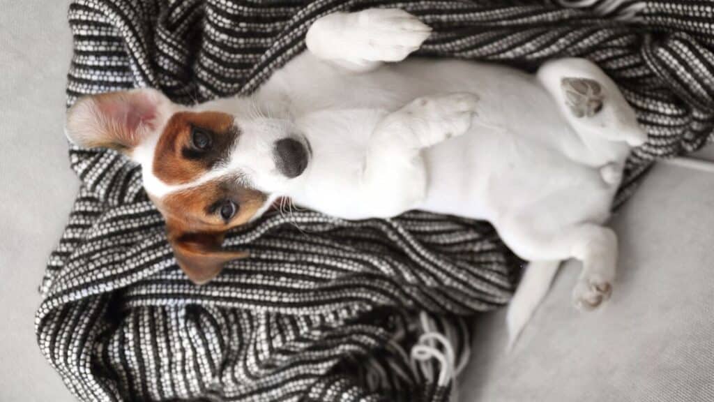 jack russell terrier