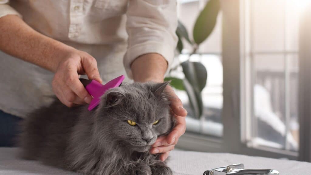 gri kedi cinsleri