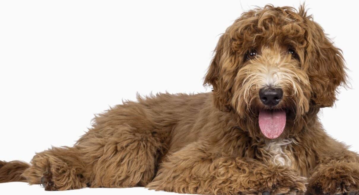 labradoodle