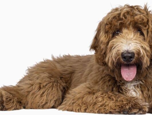 labradoodle