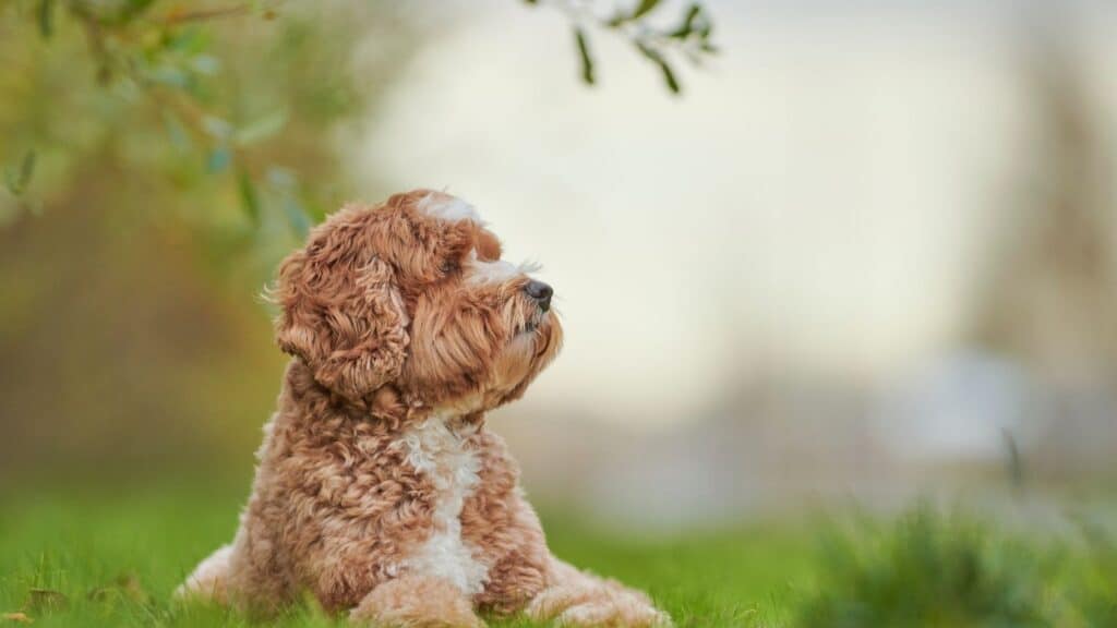 labradoodle egzersiz