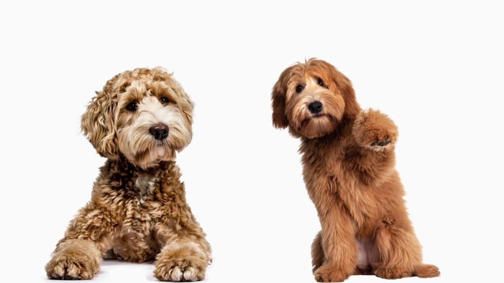 labradoodle
