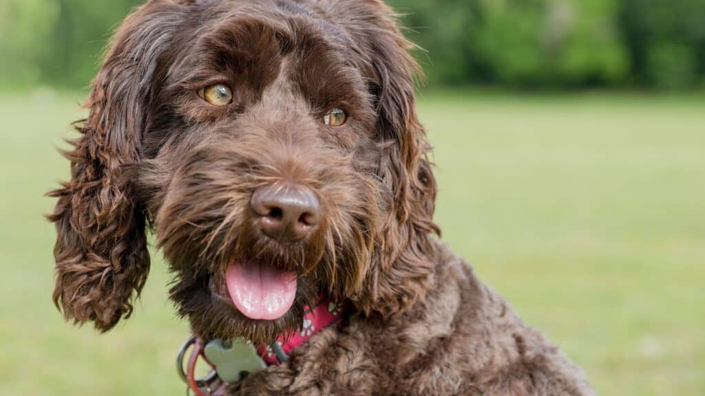 labradoodle tüy bakımı