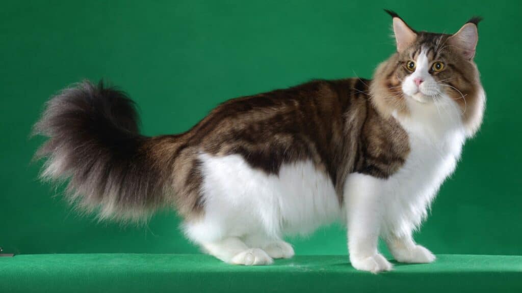 Maine Coon