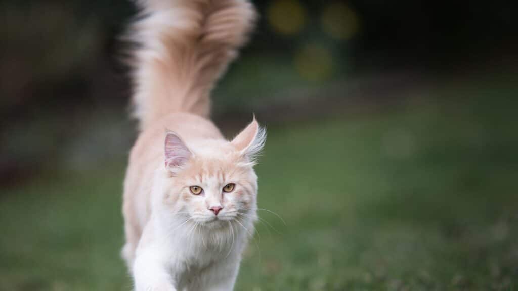 Maine Coon